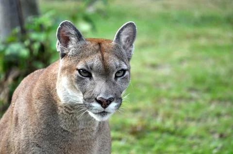 The cougar Stock Photos