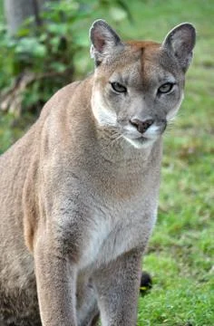 The cougar Stock Photos