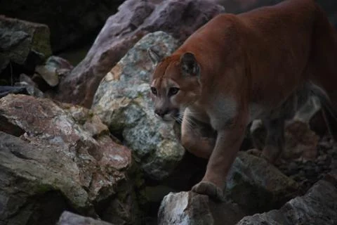 Cougar Stock Photos