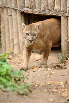 Cougar Stock Photos