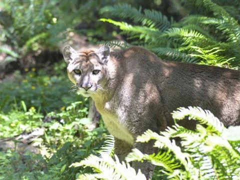 Cougar Foto stock