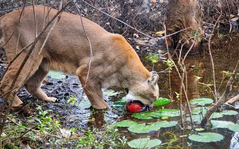 Cougar at play Stock Photos