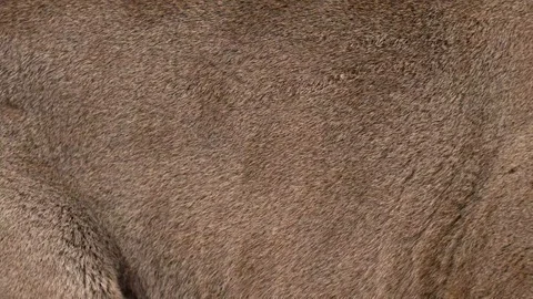 Cougar real fur blowing on the wind. Close up macro shot of animal hair in sl Stock Footage 101866076