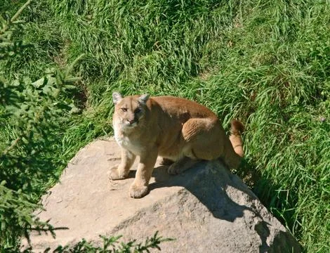 Cougar on a rock Stock Photos