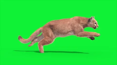 Cougar Runcycle Side Loop 3D Rendering Animations Animals Real FUR CGI 4K Stock Footage 311318234