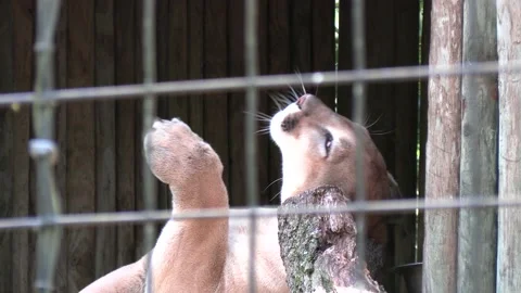 Cougar scratching his head Stock Footage 157291861