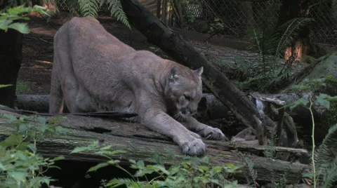 Cougar Sharpens Claws 1b Stock Footage 885690