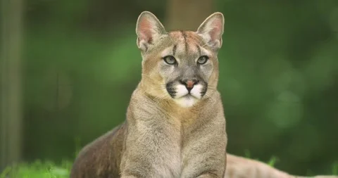 Cougar sitting in the forest Stock Footage 132794116