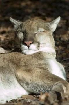 Cougar sleeping in sun Fotos Stock