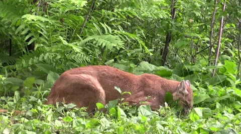Cougar stalking in the woods Stock Footage 40366092