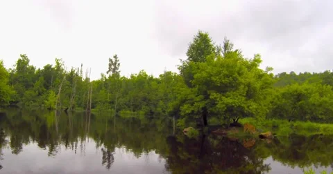 A cougar stands on a rock Stock Footage 40389113