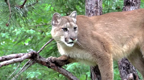 A cougar in in a tree 2 Video stock 39948974