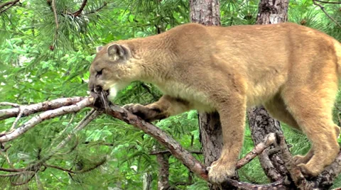 A cougar in in a tree Video stock 39948965