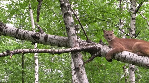 Cougar on a tree Stock Footage 39982785