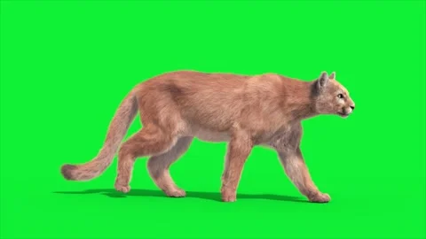 Cougar Walkcycle Side Loop 3D Rendering Animations Animals Real FUR CGI 4K Stock Footage 311318284