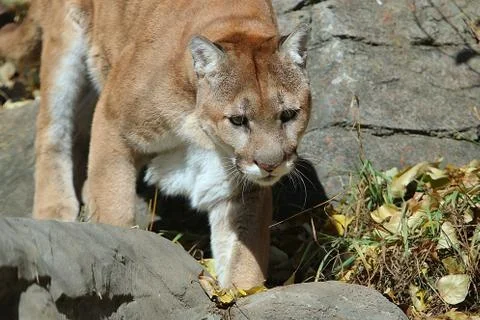 Cougar walking down mountain Stock Photos