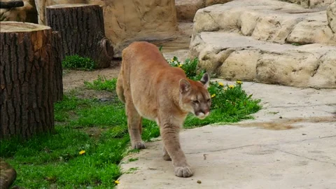 The cougar walks through the aviary. 스톡 동영상 154309210