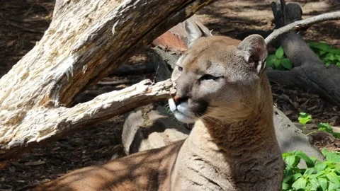 Cougar is watching someone while lying under a dry tree Stock Footage 215987827