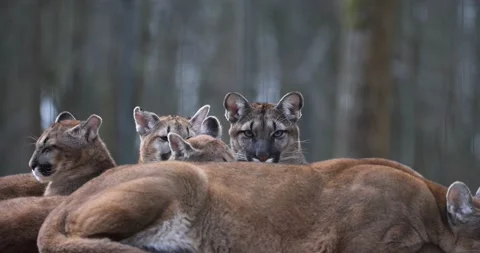 Cougars are resting in the forest Stock Footage 172372658