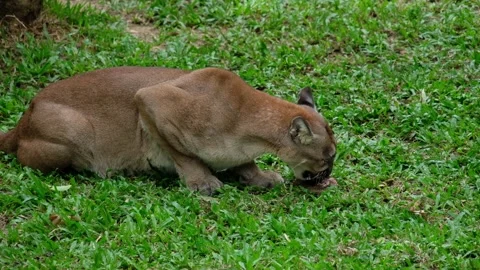 Cougar's eating the squirrels they hunt. Stock Footage 144000596