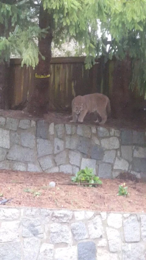 Cougars Fall From Tree in BC Backyard, Coquitlam, BC, Canada - 12 Mar 2017 Stock Footage 205292190