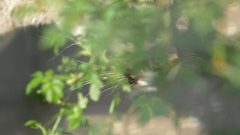 Cougar's muzzle hides behind a bush Video stock 126003174