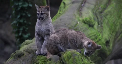 Cougars play together in the forest Stock Footage 169488565