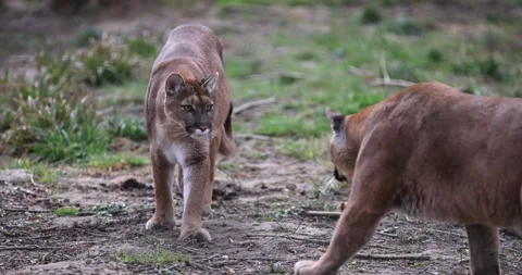 Cougars play together in the forest Stock Footage 172372670