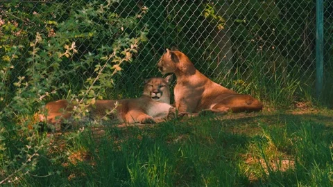 Cougars Relaxing In The Shade Video stock 157511870