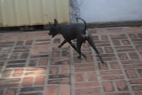 Could it be Anubis? Stock Photos