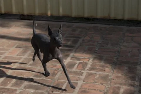 Could it be Anubis? Stock Photos