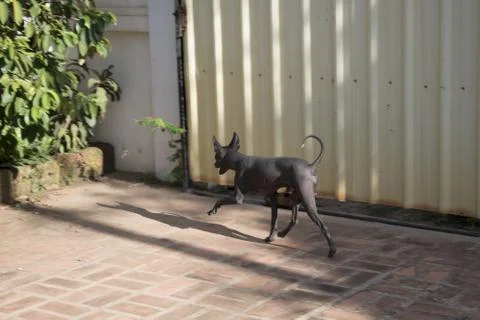 Could it be Anubis? Stock Photos