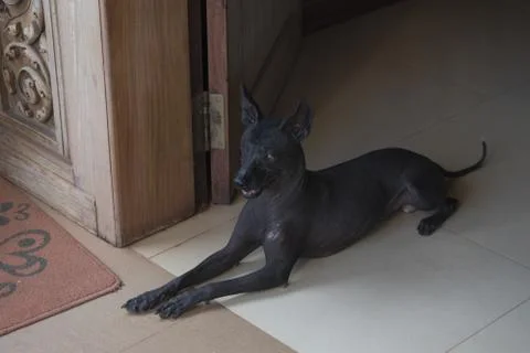 Could it be Anubis? Stock Photos