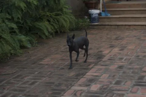 Could it be Anubis? Stock Photos