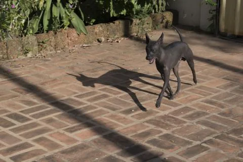 Could it be Anubis? Stock Photos