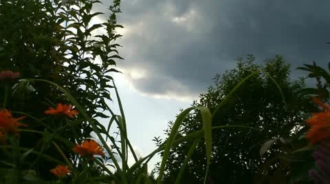 Couldy Sky With Plants Video stock 11754800