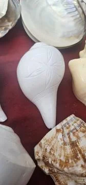 Counch for decorative purpose Stock Photos