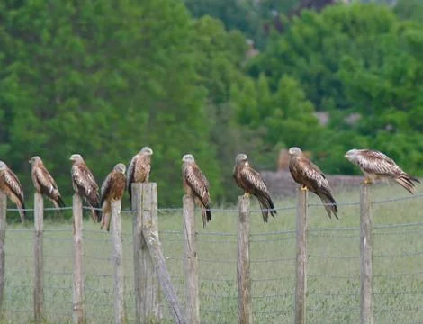 Count the Kites! Stock Photos