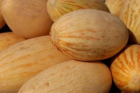 Counter with melons Stock Photos