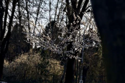 Counterlit cherry tree in bloom among bare tree in a garden Stock Photos