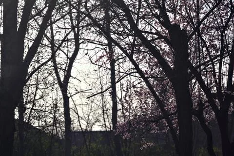 Counterlit cherry tree in bloom among bare tree in a garden Stock Photos