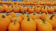 Counters With Lots Of Pumpkins For Halloween. American Holidays And Traditions Stock Footage
