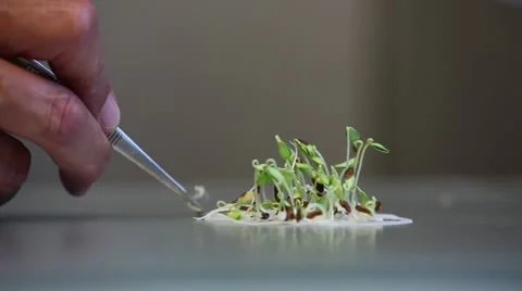 Counting and selecting germinating seedlings. Stock Footage 20080436