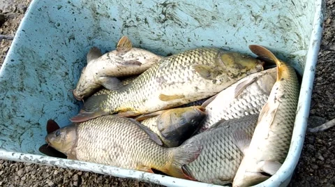Counting Christmas carp Stock Footage 43181225