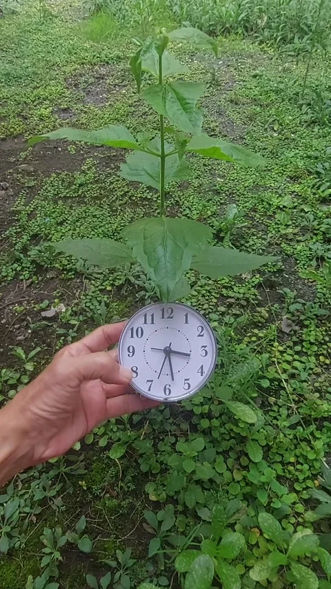 Counting Time, Vertical View Stock Footage 311802318