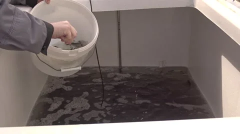Counting trout fingerlings. Video stock 64661861
