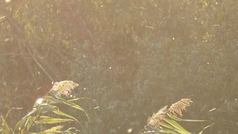 Countless airborne seeds drifting in wind over swamp as data processing metaphor Stock Footage 338300337