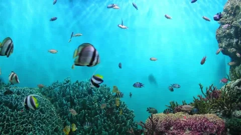 Countless colorful tropical reef fish swimming Colorful sea bottom. Underwater Stock Footage 336448028