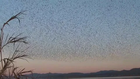 Countless flock of ducks fly in the sunset sky Stock-Footage 306040492