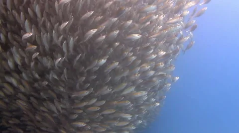 Countless school of fish Vidéo 40028809